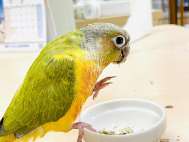 ホオミドリウロコインコ