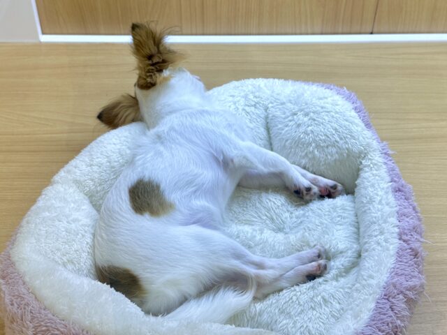 ポメチー（ポメチワ）