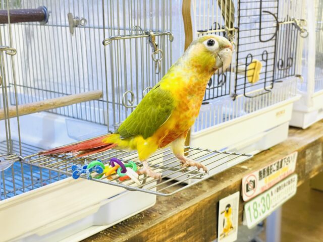 ホオミドリウロコインコ