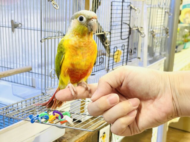 ホオミドリウロコインコ
