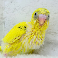 濃いめの黄色💛きみちゃんです🐣セキセイインコ(ハルクイン) ヒナ
