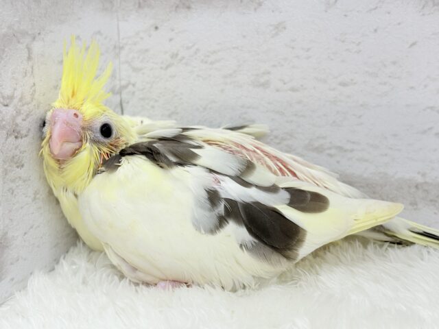 オカメインコ