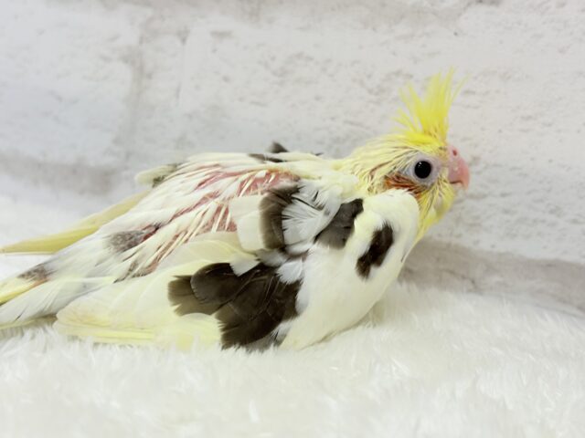オカメインコ