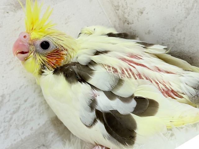ウシ柄の鳥さんっ！？🐄⸒⸒オカメインコ(パイド) ヒナ