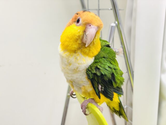 【最新画像】行動が可愛すぎます♡♡シロハラインコ（女の子）