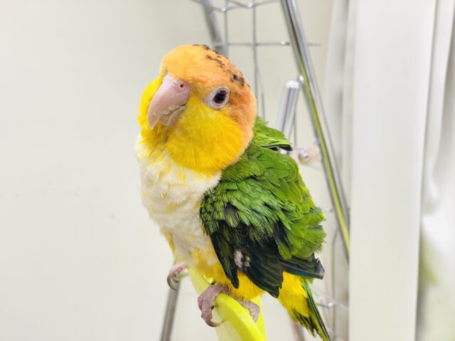 シロハラインコ