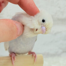 見てみて♬淡い藤色の魅力🪻🫧セキセイインコ(ライラック)