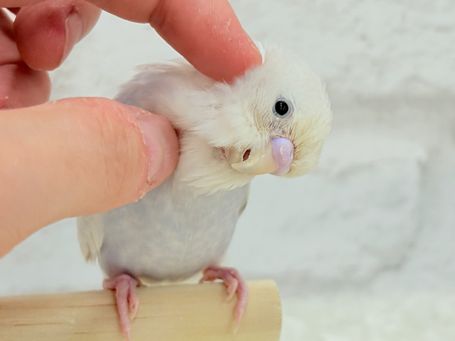 見てみて♬淡い藤色の魅力🪻🫧セキセイインコ(ライラック)