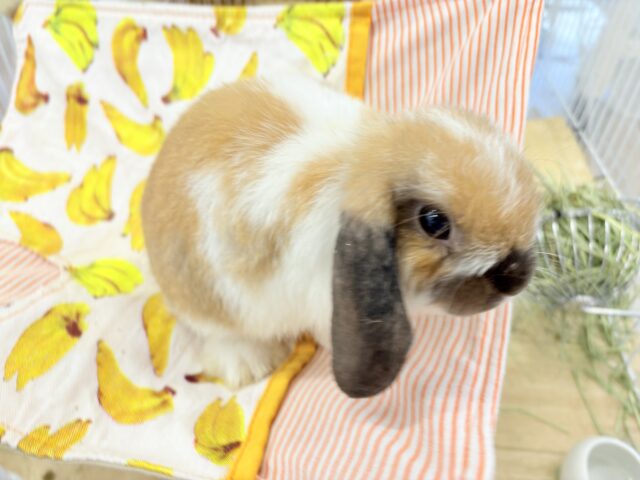 ホーランドロップ
