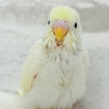 ふわふわのひよこちゃんみたい🐥🍬セキセイインコ(クリーム) ヒナ