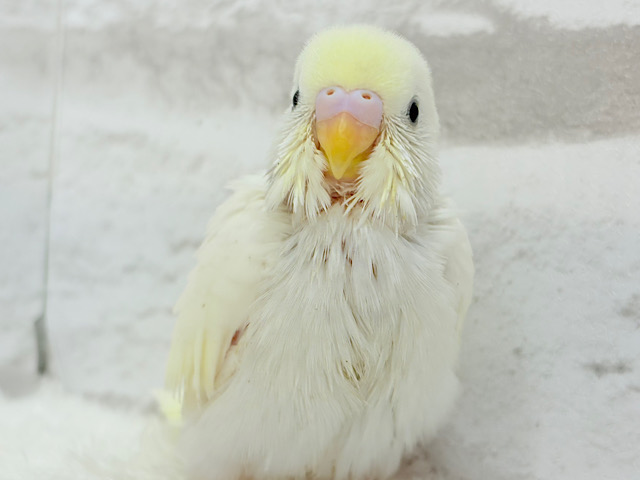 ふわふわのひよこちゃんみたい🐥🍬セキセイインコ(クリーム) ヒナ