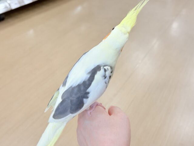 オカメインコ
