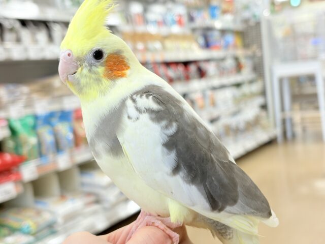 オカメインコ