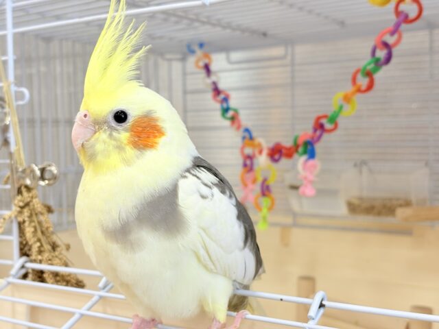 オカメインコ
