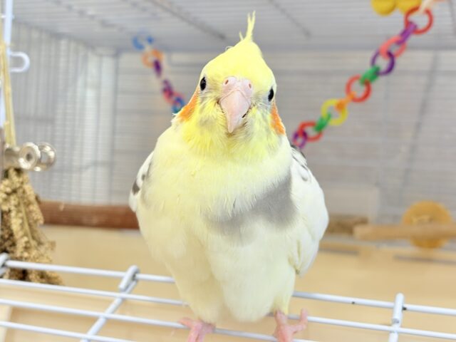 オカメインコ