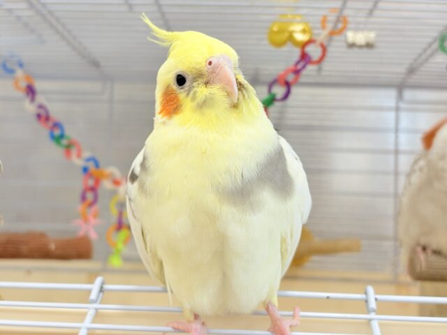 オカメインコ