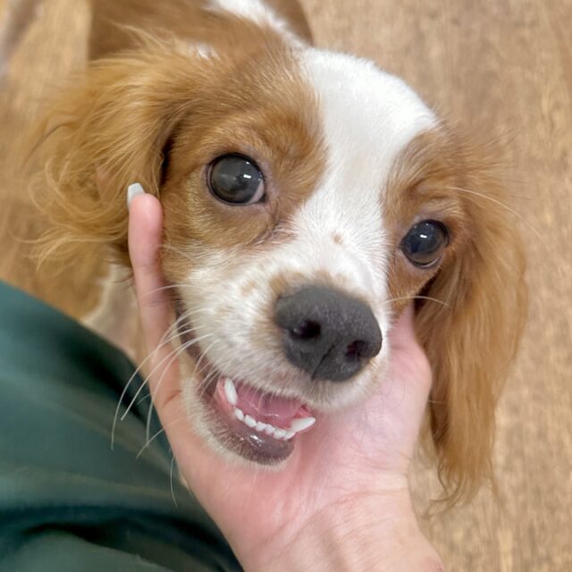 キャバリア・キングチャールズ・スパニエル