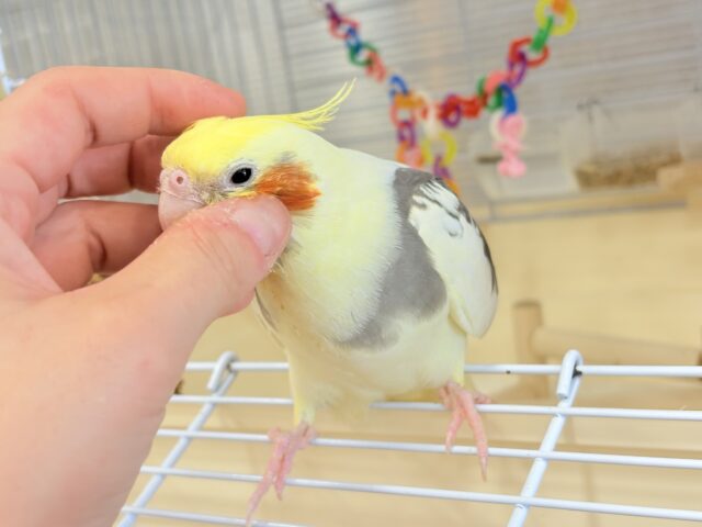 オカメインコ