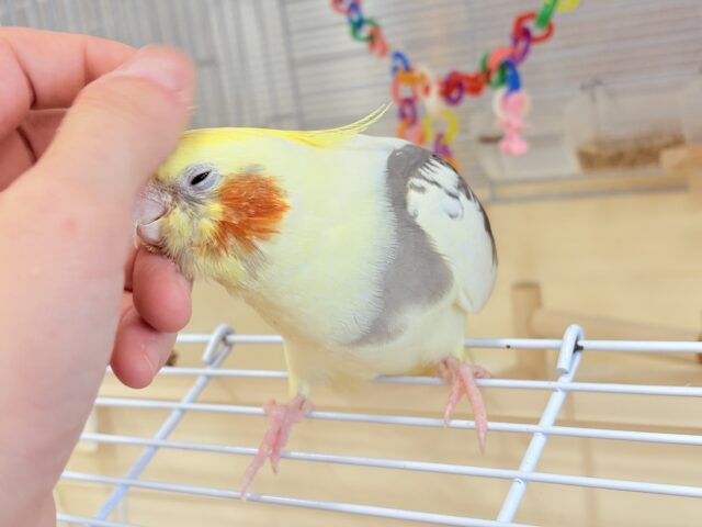 オカメインコ
