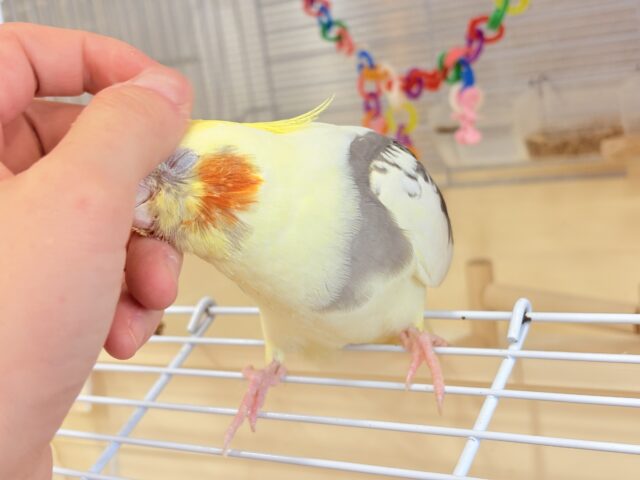 オカメインコ