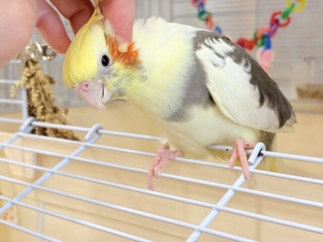 オカメインコ