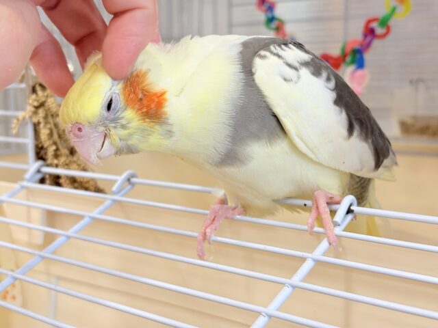 オカメインコ