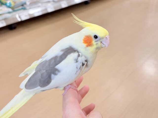 オカメインコ