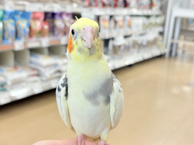 オカメインコ