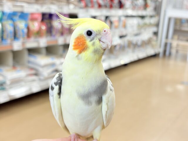 オカメインコ