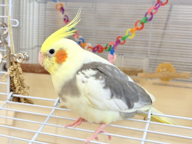 オカメインコ