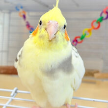 もふっ🐥可愛いお顔に会いに来て♡オカメインコ(パイド) ヒナ