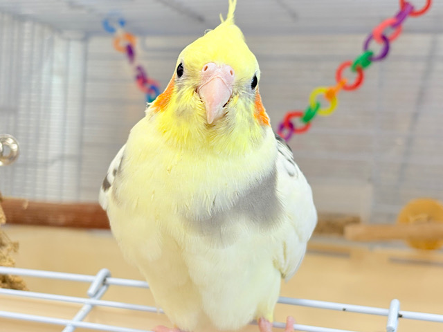 もふっ🐥可愛いお顔に会いに来て♡オカメインコ(パイド) ヒナ