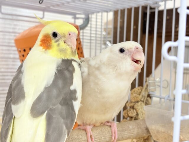 オカメインコ