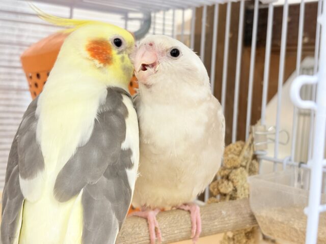オカメインコ