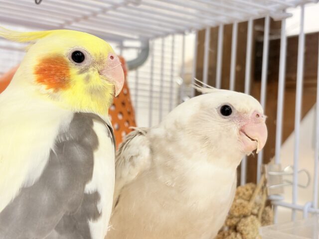 オカメインコ