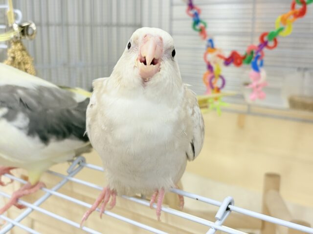 オカメインコ