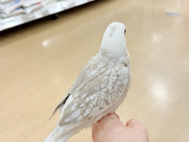オカメインコ