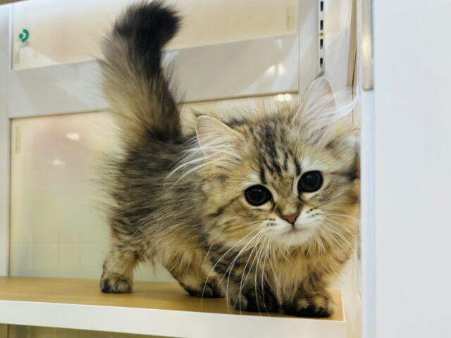 ミヌエット