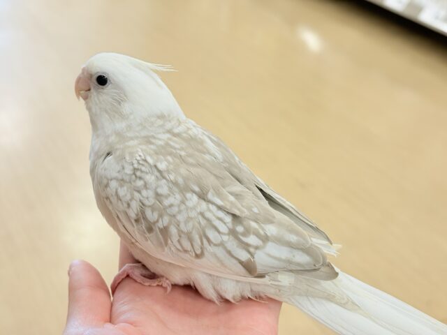 オカメインコ