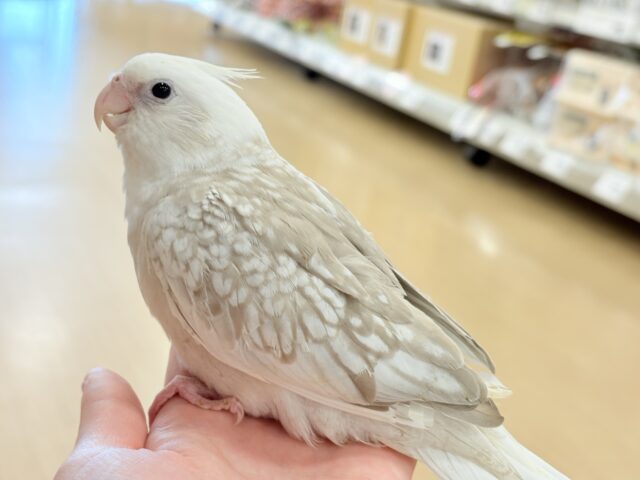 オカメインコ