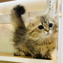 超ホヤホヤ最新画像✨あの……ね…実は…そのぉ…わたち甘えたいの♡ミヌエットちゃん！