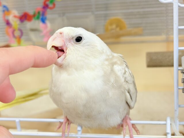 オカメインコ