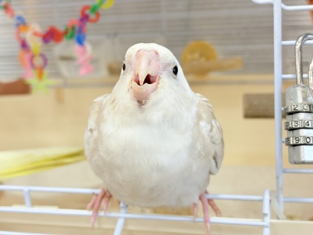 オカメインコ