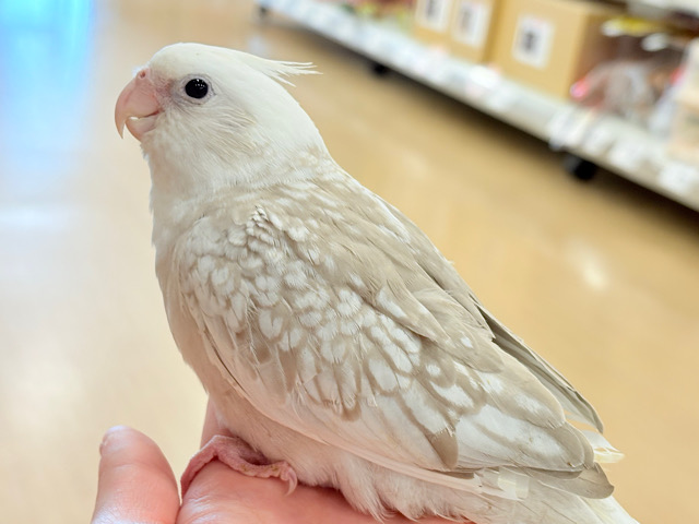 アピールも色合いも優しい子🫧オカメインコ(WFシナモンパールパイド) ヒナ