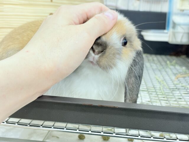 ホーランドロップ