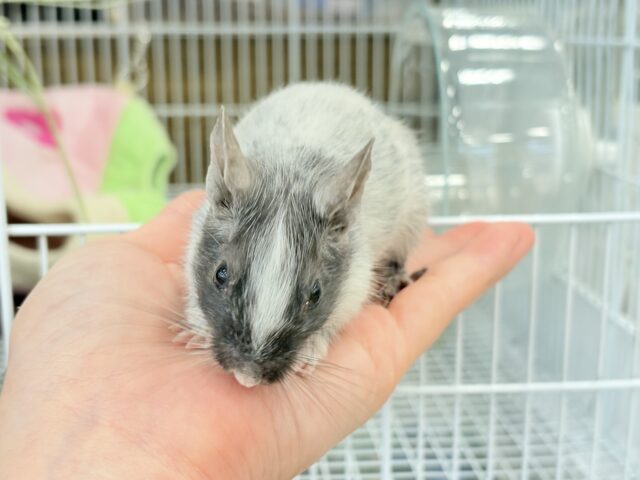 デグー