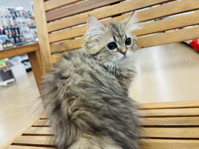 ミヌエット