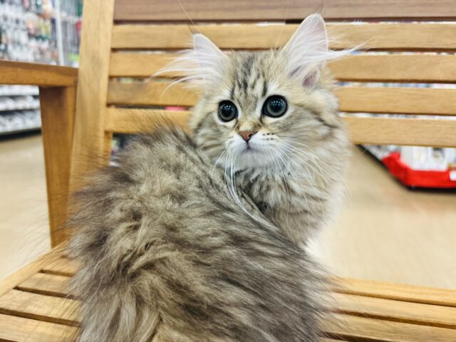 ミヌエット