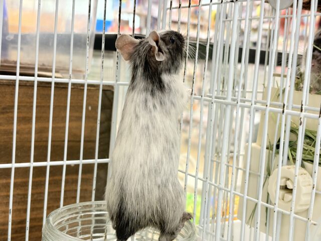 デグー