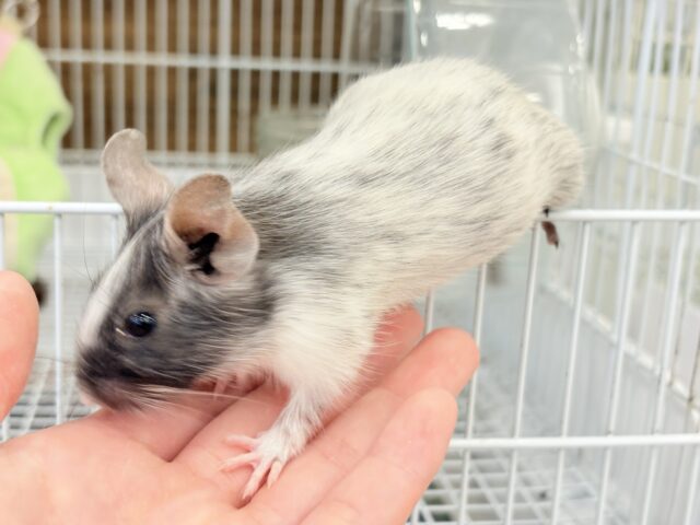 デグー